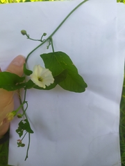 Convolvulus arvensis