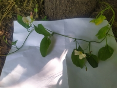 Convolvulus arvensis