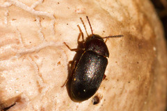 Mycetophagus pluriguttatus