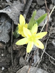 Hypoxis mexicana