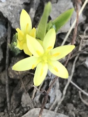 Hypoxis mexicana