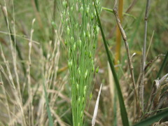 Panicum effusum