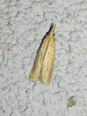 Ematheudes punctella