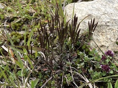Cardamine resedifolia
