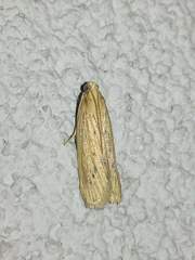 Ematheudes punctella