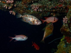 Priacanthus blochii