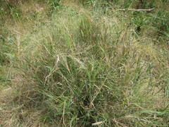 Panicum effusum