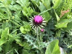 Carduus defloratus