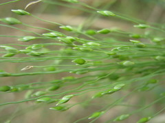 Panicum effusum