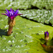 Prickly Waterlily - Photo (c) koizumi, some rights reserved (CC BY-NC-ND)