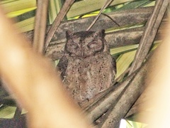 Otus lempiji
