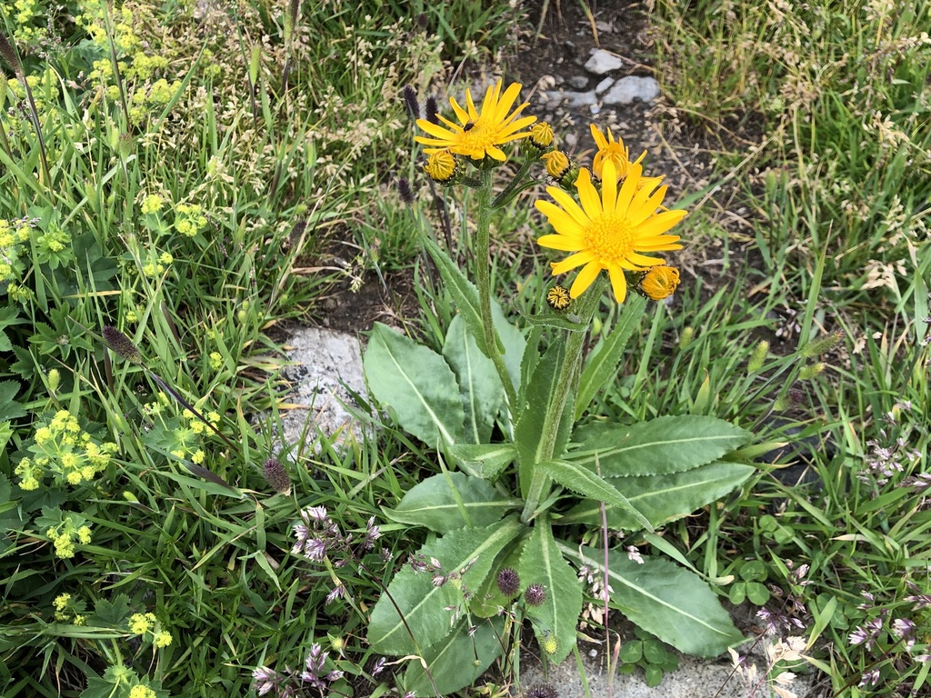 Chamois Ragwort