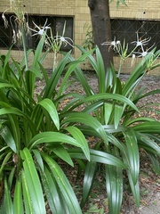 Hymenocallis speciosa