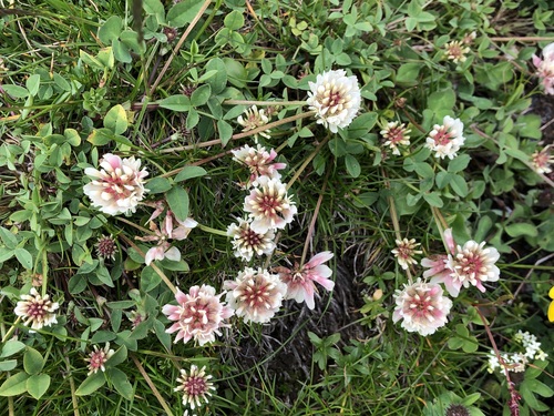 Image of Trifolium pallescens by (c) Jason Grant, some rights reserved (CC BY)