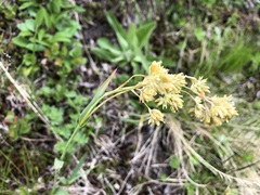 Luzula lutea