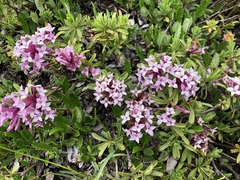 Daphne striata