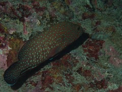 Cephalopholis cyanostigma