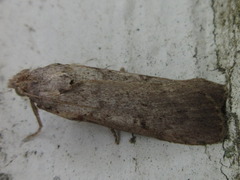 Lepidoptera