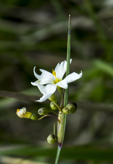 Sisyrinchium albidum