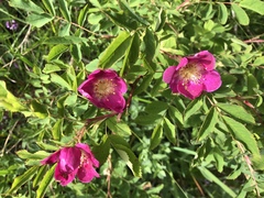 Rosa pendulina