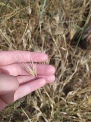 Hordeum murinum leporinum