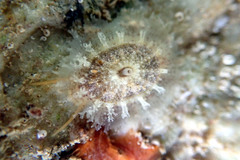 Amblychilepas nigrita