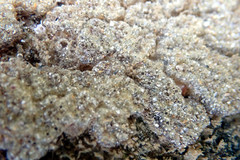 Botryllus