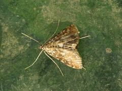 Elophila nymphaeata