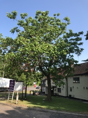 Catalpa bignonioides
