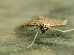 Elophila nymphaeata