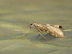 Elophila nymphaeata