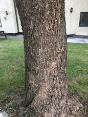 Catalpa bignonioides