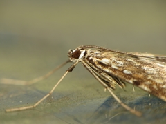 Elophila nymphaeata