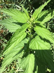Urtica