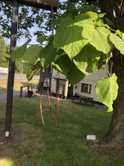 Catalpa bignonioides