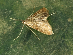 Elophila nymphaeata