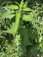 Urtica dioica
