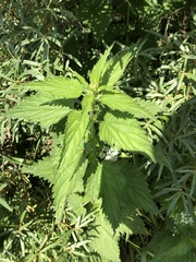 Urtica dioica