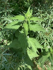 Urtica dioica dioica