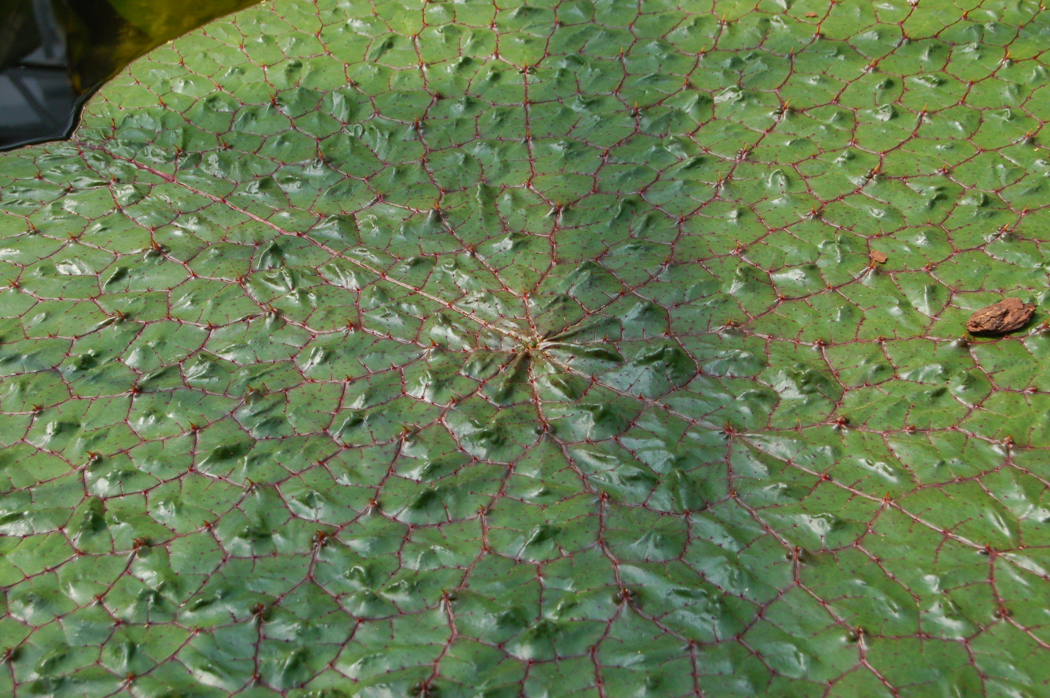 turtle plant Turtle Vine main image 1