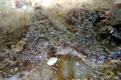 Botryllus