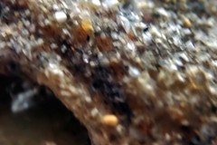 Botryllus