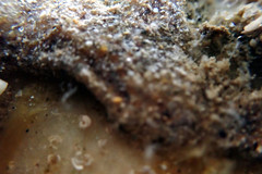 Botryllus