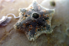 Meridiastra occidens