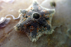 Meridiastra occidens