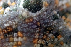 Meridiastra occidens