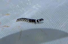 Helcystogramma rufescens