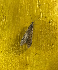 Protochauliodes simplus