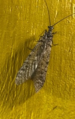 Protochauliodes simplus