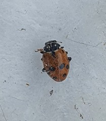 Hippodamia variegata